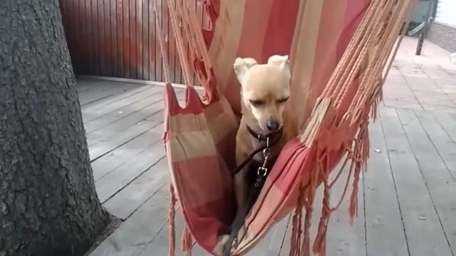 Деревеньские Будни Лордик первый раз качается на кресло качалке смотреть онлайн