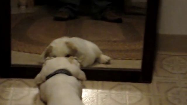 Clumber Spaniel Puppy in the Mirror смотреть онлайн