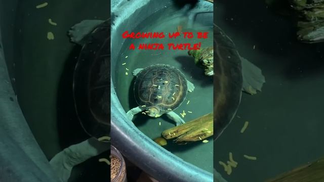 My new Batagur Turtle! #outdoorswithjay #reptilebus #batagur #turtle #terrapin #reptile смотреть онлайн