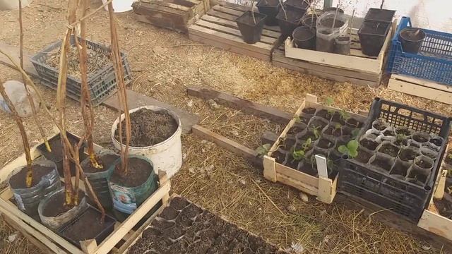 Нос суем везде!!!!Черноплодная рябина. смотреть онлайн