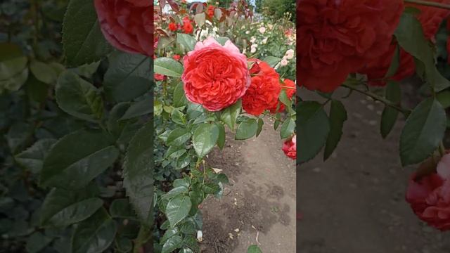 Роза Кисс Ми Кейт смотреть онлайн