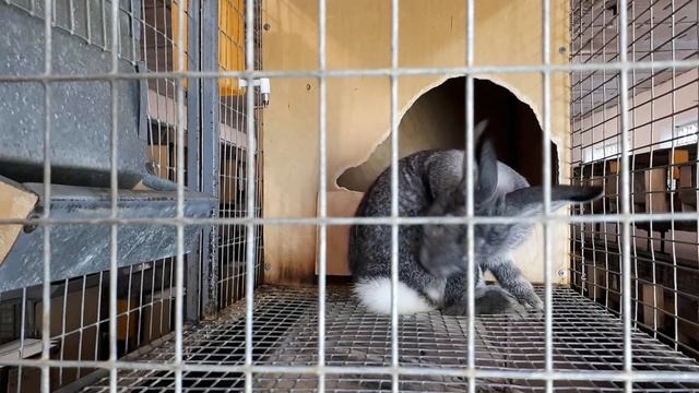 Чем опасен гибрид ХИКОЛЬ для частных хозяйств/Промышленные гибриды/ смотреть онлайн