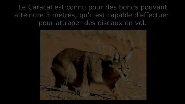 ANIMAUX INSOLITES - #06 - LE CARACAL смотреть онлайн