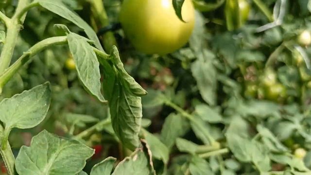 Обзор устойчивых томатов к кладоспориозу и другим грибковым заболеваниям. Часть первая. смотреть онлайн