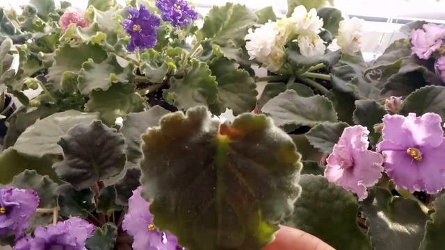 СЕКРЕТ САМЫХ БЫСТРЫХ ДЕТОК  ! ОТЛОМАЛА И ПОСАДИЛА ! НЕОБЫЧНАЯ ПОСАДКА ВЫРУЧИТ !!!