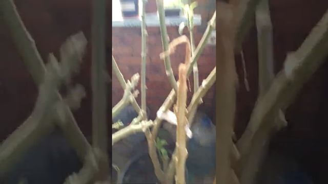 бругмансии после зимовки в подвале смотреть онлайн