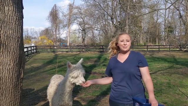 How To Make Money With Alpacas | Making Money On An Alpaca Farm смотреть онлайн