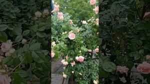 Роза Цезарь-плетистая, 14.06.23год.