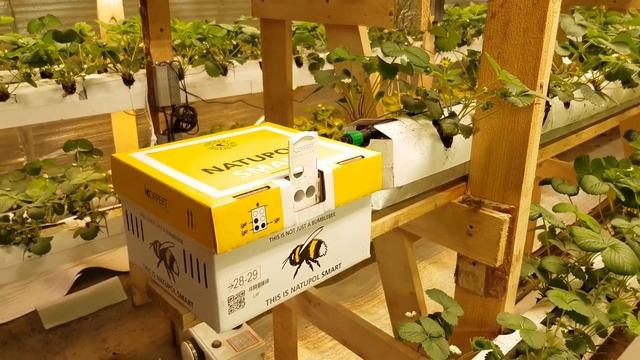 Семья шмелей и клещи хищники в клубничной лаборатории! смотреть онлайн