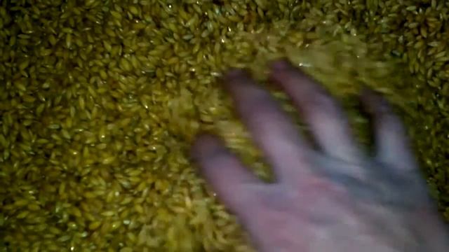Часть 2 . Производство солода в домашних условиях при помощи ведра и воды. смотреть онлайн