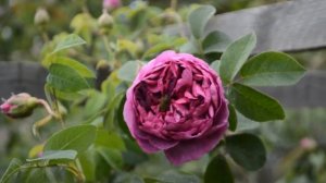 Лосьон для лица из лепестков роз в домашних условиях | Как сделать косметическую настойку из розы