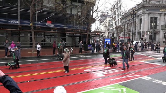 San Francisco St. Patrick's Day Parade 2023 Kerry Blue Terrier Club of Northern California смотреть онлайн