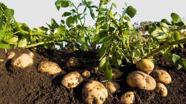 Виды Картофеля смотреть онлайн
