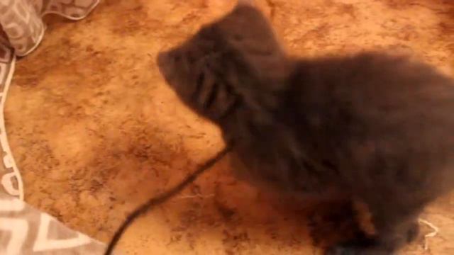 Гыы, теперь у меня два котика:3 Эт Сёма:3 смотреть онлайн