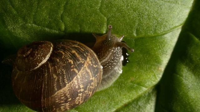 эволюция растений смотреть онлайн