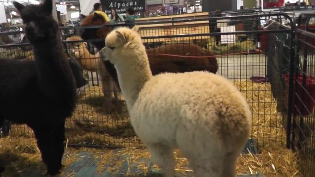 Альпака,чудные зверушки смотреть онлайн