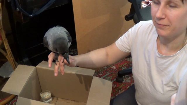 Необычный питомец. Первое кормление вороненка. Feeding the crow смотреть онлайн