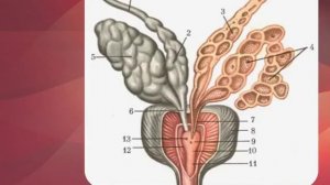 Мужская половая система