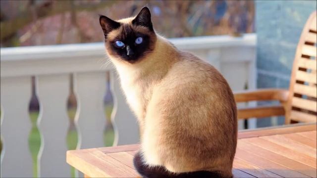 Тайская кошка смотреть онлайн
