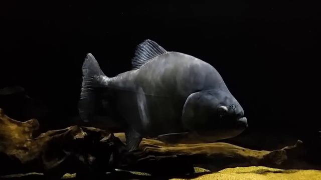 Predatory Project Black Piranha - MonsterFish [HD] смотреть онлайн