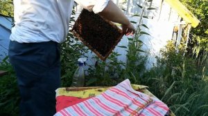 Лечение пчёл от Аскосфероза(каменный расплод).