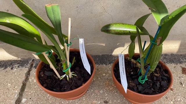 Новые каттлеи. Cattleya Quadricolor, Cattleya Trianae Sangre De Toro