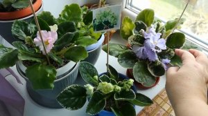 Белые пятна на листьях фиалки от холода / Зацветают фиалки / Сенполия.