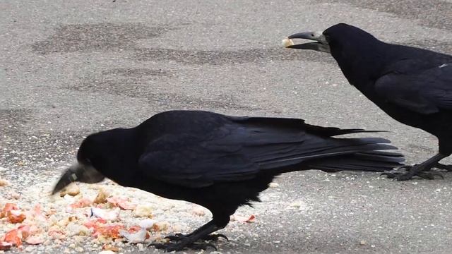 Nikon coolpix a1000 video test 1080р30fps смотреть онлайн