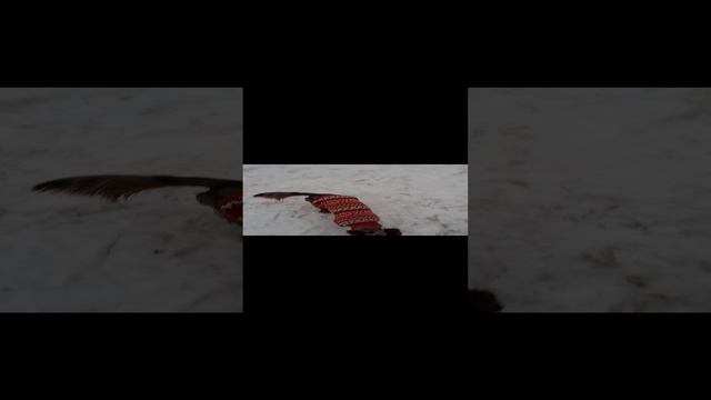 прогулка с нашей прищепочкой? смотреть онлайн