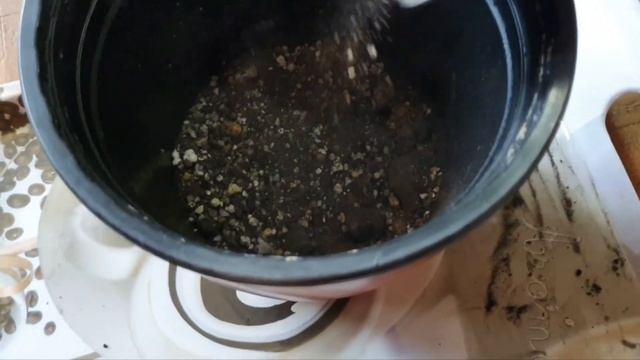 Пересадка Мини Адениума смотреть онлайн