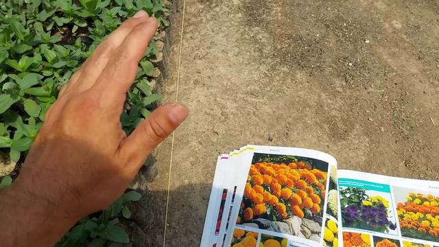 КАК ЗАСТАВИТЬ ЦВЕСТИ Петунии и другие цветочные культуры.?Инстинкт растении?Засуха заставляет цвест смотреть онлайн