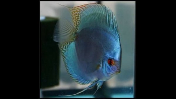 Diskus balig'ining turlari. Fish discus. Виды Дискусов.