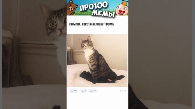 Мемы 2022 #мемы #мем #коты #котики #приколы #кошки #кот #котик