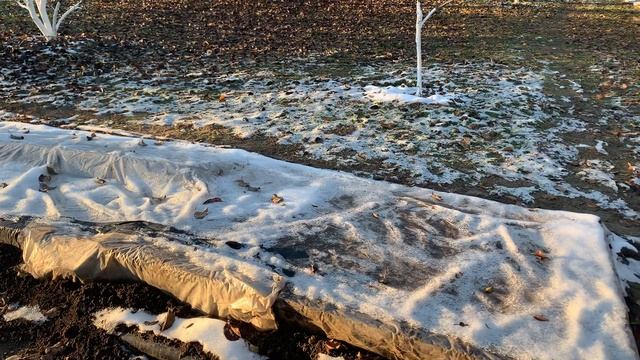 Зимовка хурмы, инжира , граната , киви , азимины в моем саду в Киевской обл смотреть онлайн