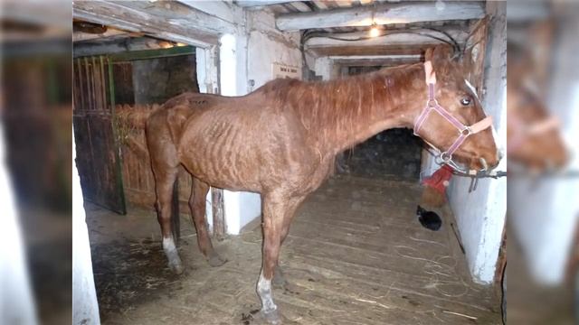 НАРОДНЫЕ ПРИМЕТЫ НА 16 АПРЕЛЯ – ДЕНЬ НИКИТЫ, ДЕНЬ ГАФИИ смотреть онлайн