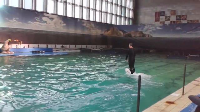 Дельфинарий Питер смотреть онлайн