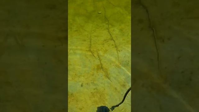 Плавательный пруд с прозрачной водой и двумя карасями | Васька! Скоро тебе хана! смотреть онлайн