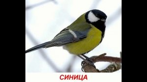 Звуки птиц для детей. Развивающее видео для детей от года
