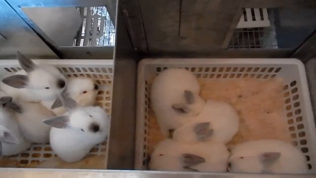 Калифорнийский кролик. 25 дней крольчатам. смотреть онлайн