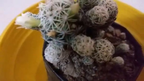 MAMMILLARIA  GRACILIS CACTUS
(Thimble Cactus)