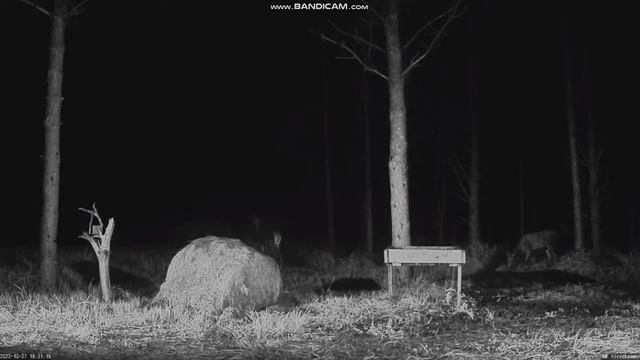 Hirvekaamera, Estonia - 27 October 2022 смотреть онлайн