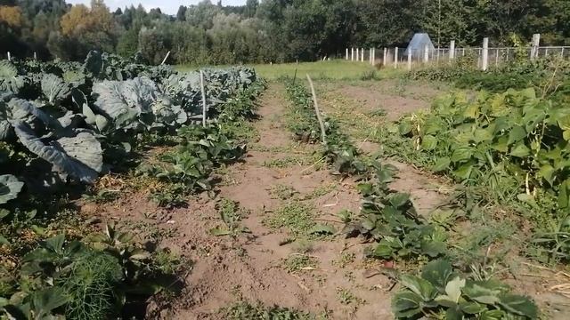 Клубнику сажать лучше осенью смотреть онлайн