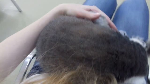 Кошачий лемур (катта) смотреть онлайн