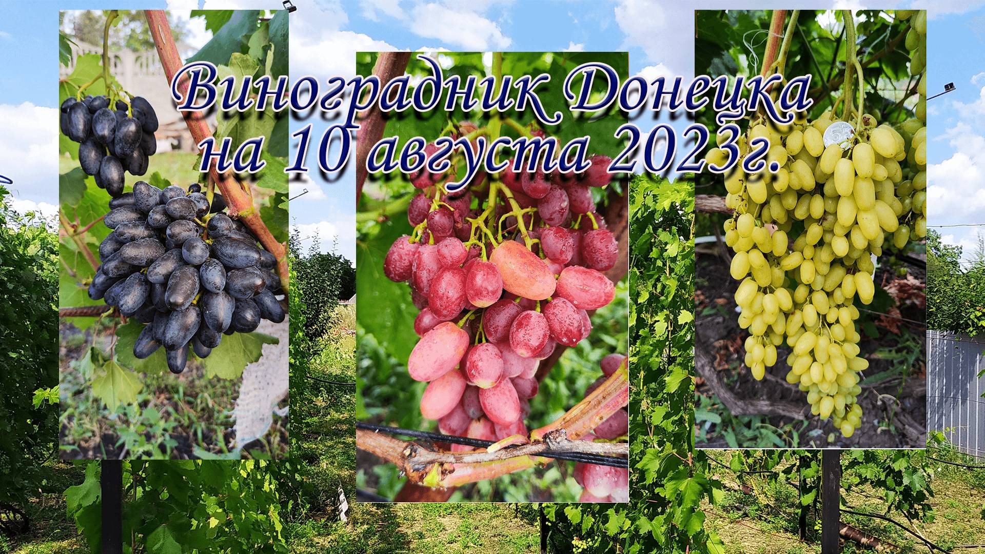 Ультраранние сорта винограда