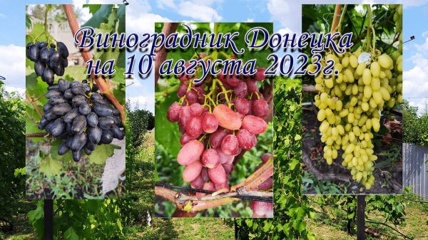 Ультраранние сорта винограда