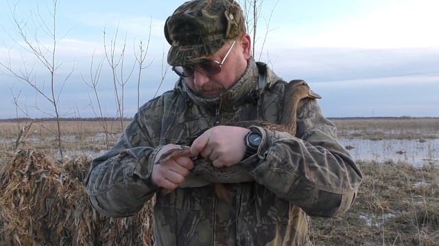 Охота на селезня, весна 2018 смотреть онлайн