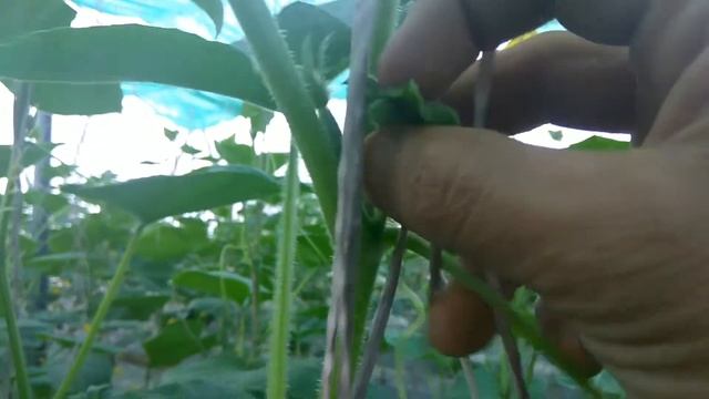 Cucumber Fruiting And Stem Removal Inside Polyhouse