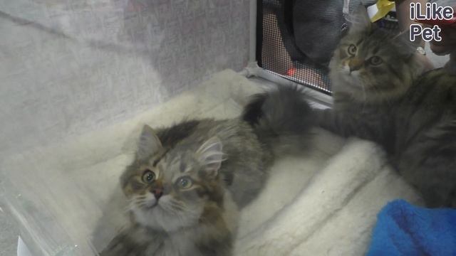 5 особенностей ухода за сибирской кошкой смотреть онлайн