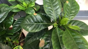 Комнатная гардения: правильный уход. Почему гардения не цветет?