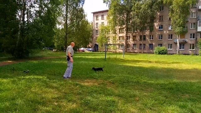 Уличная дрессировка таксы Гавра. Команда апорт смотреть онлайн